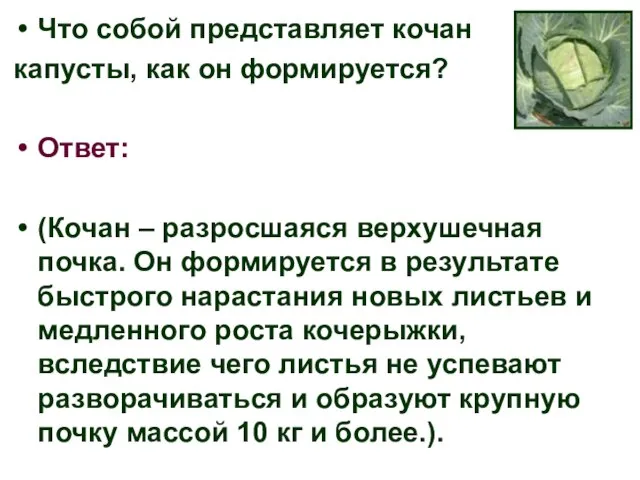 Что собой представляет кочан капусты, как он формируется? Ответ: (Кочан –