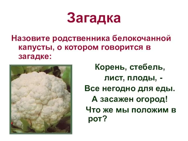 Загадка Назовите родственника белокочанной капусты, о котором говорится в загадке: Корень,