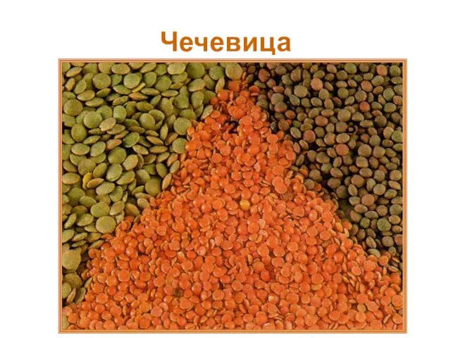 Чечевица