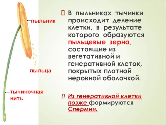 В пыльниках тычинки происходит деление клетки, в результате которого образуются пыльцевые