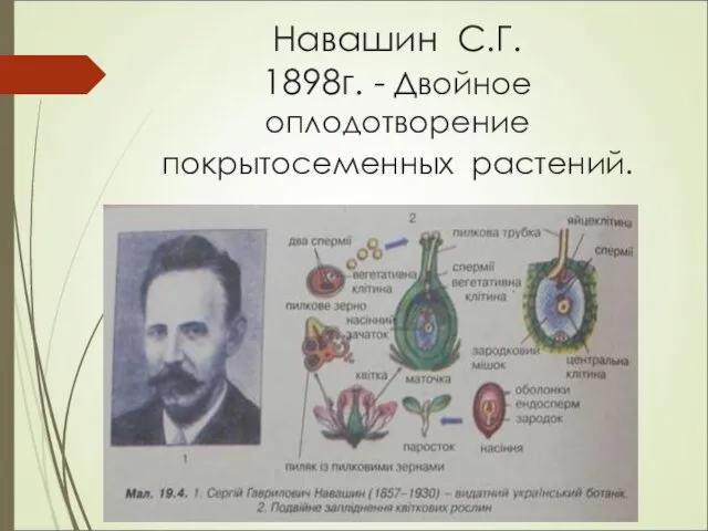 Навашин С.Г. 1898г. - Двойное оплодотворение покрытосеменных растений.