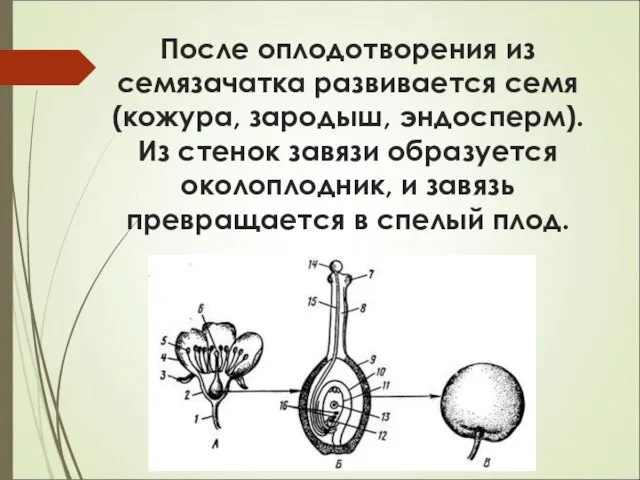 После оплодотворения из семязачатка развивается семя (кожура, зародыш, эндосперм). Из стенок