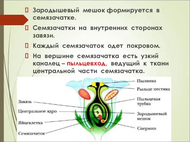 Зародышевый мешок формируется в семязачатке. Семязачатки на внутренних сторонах завязи. Каждый