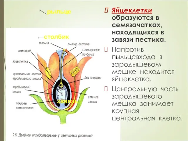 Яйцеклетки образуются в семязачатках, находящихся в завязи пестика. Напротив пыльцевхода в