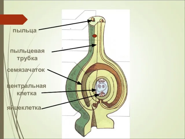 пыльца пыльцевая трубка семязачаток яйцеклетка центральная клетка