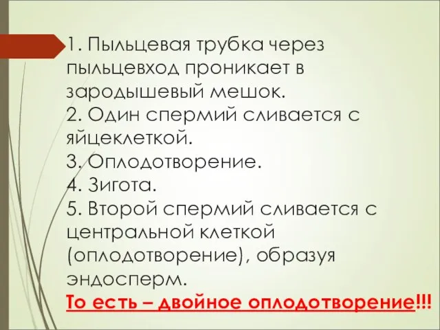 1. Пыльцевая трубка через пыльцевход проникает в зародышевый мешок. 2. Один