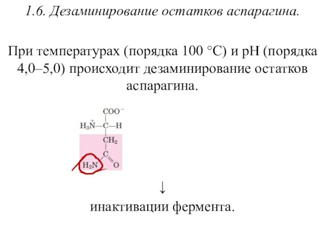 1.6. Дезаминирование остатков аспарагина. При температурах (порядка 100 °С) и рН