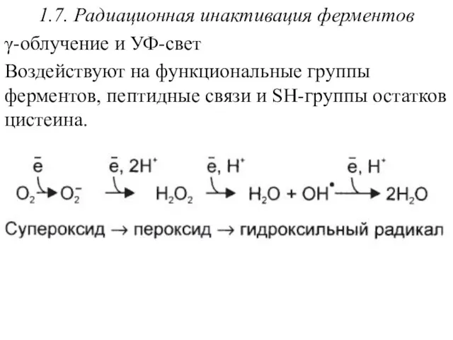 1.7. Радиационная инактивация ферментов γ-облучение и УФ-свет Воздействуют на функциональные группы