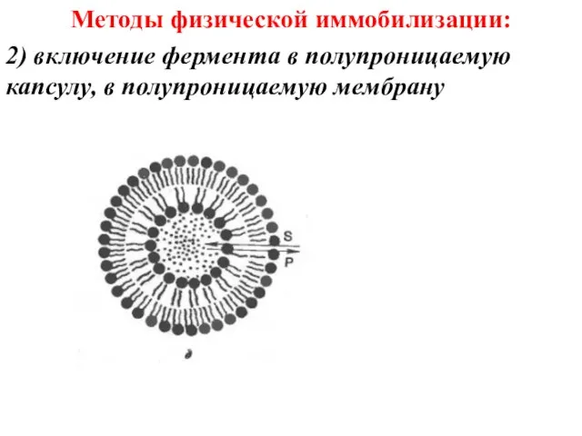 Методы физической иммобилизации: 2) включение фермента в полупроницаемую капсулу, в полупроницаемую мембрану