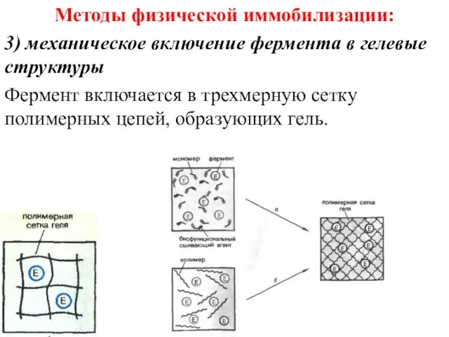 Методы физической иммобилизации: 3) механическое включение фермента в гелевые структуры Фермент