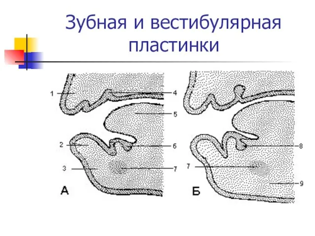 Зубная и вестибулярная пластинки