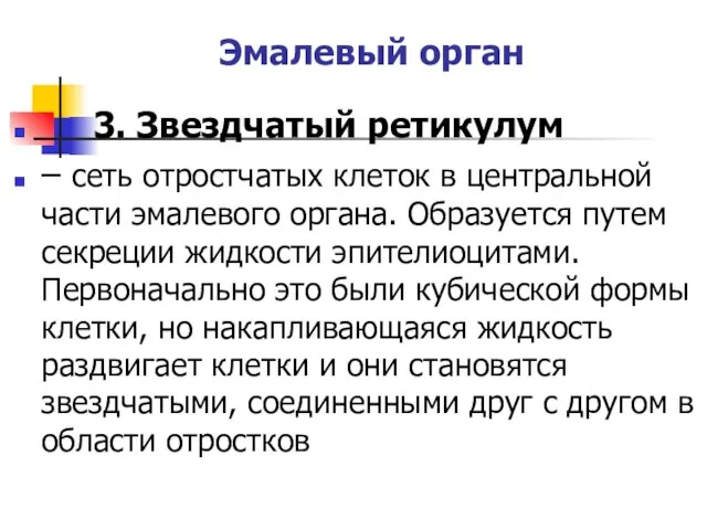 Эмалевый орган 3. Звездчатый ретикулум – сеть отростчатых клеток в центральной