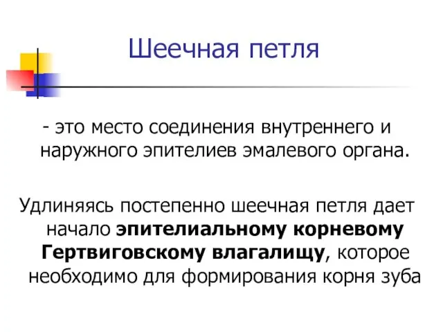 Шеечная петля - это место соединения внутреннего и наружного эпителиев эмалевого