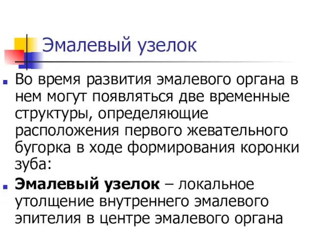 Эмалевый узелок Во время развития эмалевого органа в нем могут появляться