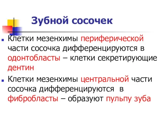 Зубной сосочек Клетки мезенхимы периферической части сосочка дифференцируются в одонтобласты –