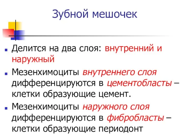 Зубной мешочек Делится на два слоя: внутренний и наружный Мезенхимоциты внутреннего