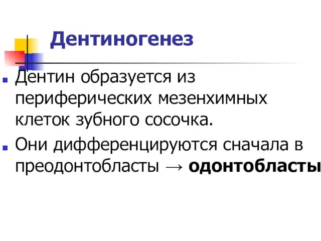 Дентиногенез Дентин образуется из периферических мезенхимных клеток зубного сосочка. Они дифференцируются сначала в преодонтобласты → одонтобласты