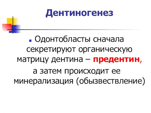 Дентиногенез Одонтобласты сначала секретируют органическую матрицу дентина – предентин, а затем происходит ее минерализация (обызвествление)