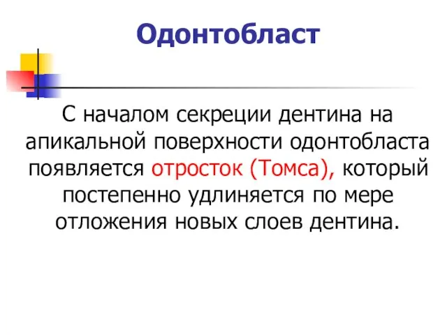 Одонтобласт С началом секреции дентина на апикальной поверхности одонтобласта появляется отросток