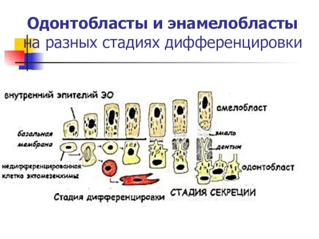 Одонтобласты и энамелобласты на разных стадиях дифференцировки