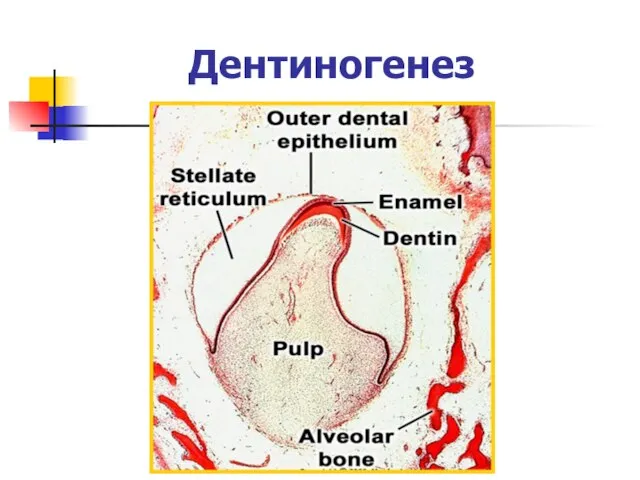 Дентиногенез