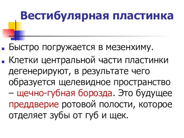 Вестибулярная пластинка Быстро погружается в мезенхиму. Клетки центральной части пластинки дегенерируют,