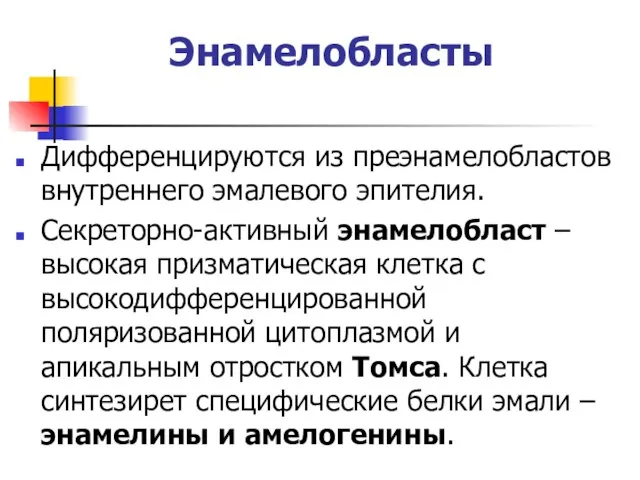 Энамелобласты Дифференцируются из преэнамелобластов внутреннего эмалевого эпителия. Секреторно-активный энамелобласт – высокая