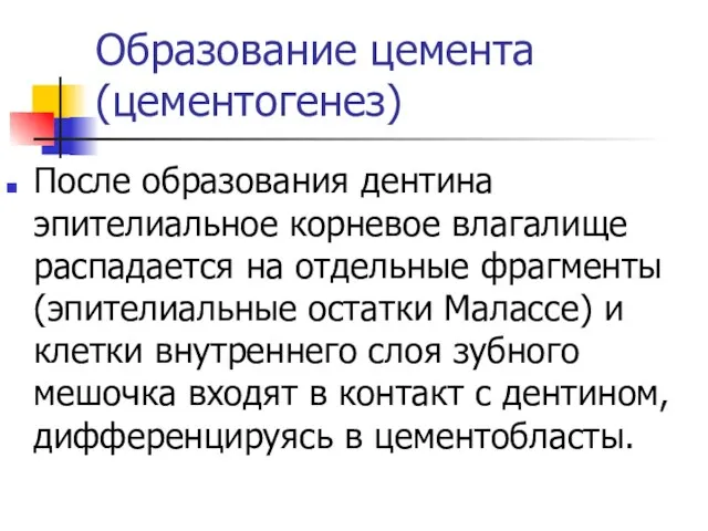 Образование цемента (цементогенез) После образования дентина эпителиальное корневое влагалище распадается на