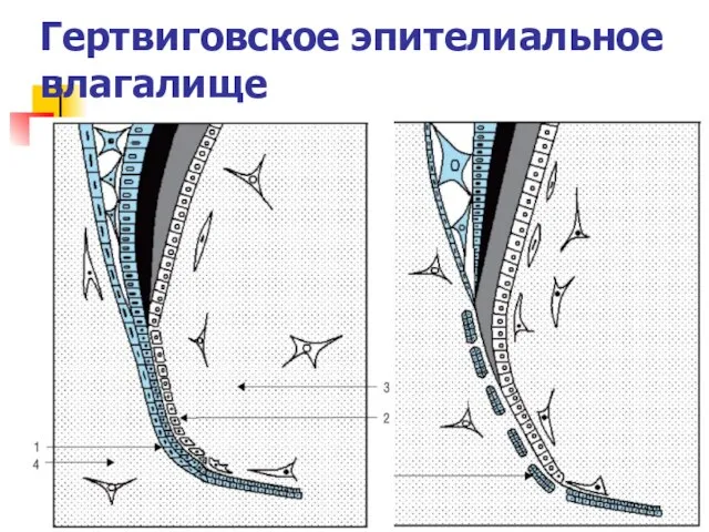 Гертвиговское эпителиальное влагалище