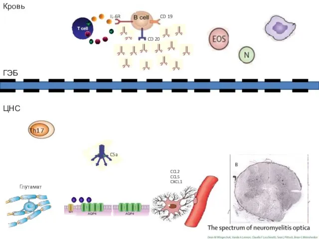 C5a ГЭБ CD 19 CD 20 CXCL1 CCL5 CCL2 Глутамат Th17 IL-6R Кровь ЦНС