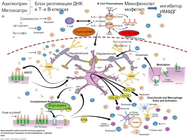 Сивелестат Цетиризин, Кетотифен Антогонисты глутамата Аквапорумаб Тоцилизумаб Азатиоприн Митоксатрон Микофенолат мофетил