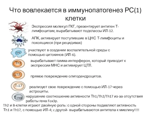 Что вовлекается в иммунопатогенез РС(1) клетки ДК микроглия ЦТЛ TH17 Экспрессия