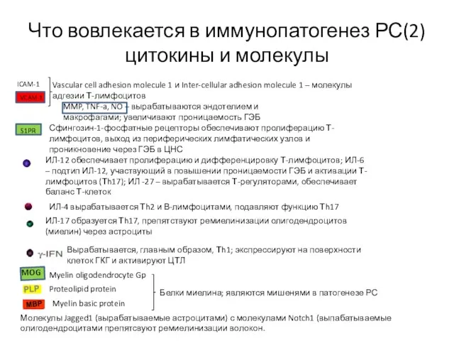 ИЛ-12 обеспечивает пролиферацию и дифференцировку Т-лимфоцитов; ИЛ-6 – подтип ИЛ-12, участвующий