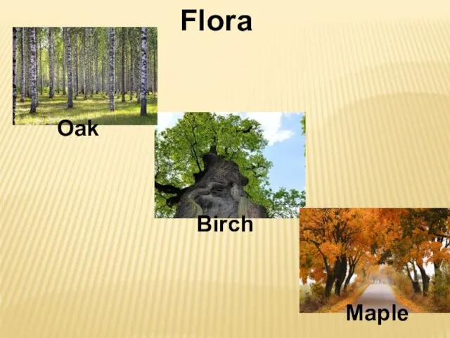 Flora Oak Birch Maple