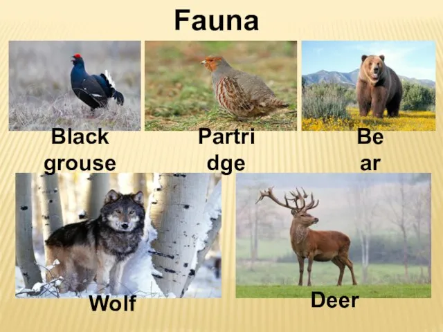 Fauna Deer Wolf Bear Black grouse Partridge