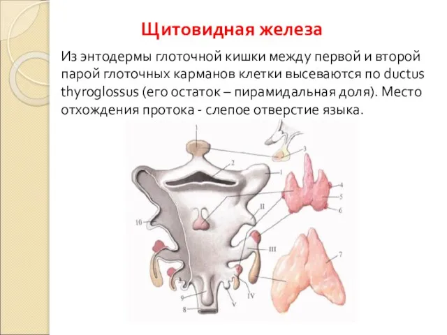 Щитовидная железа Из энтодермы глоточной кишки между первой и второй парой