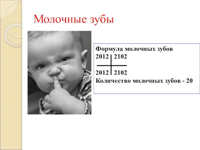 Формула молочных зубов 2012 2102 2012 2102 Количество молочных зубов - 20 Молочные зубы