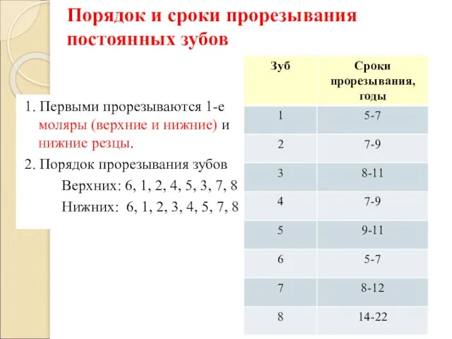 1. Первыми прорезываются 1-е моляры (верхние и нижние) и нижние резцы.