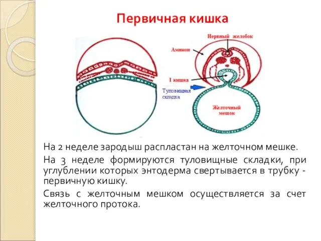 Первичная кишка На 2 неделе зародыш распластан на желточном мешке. На