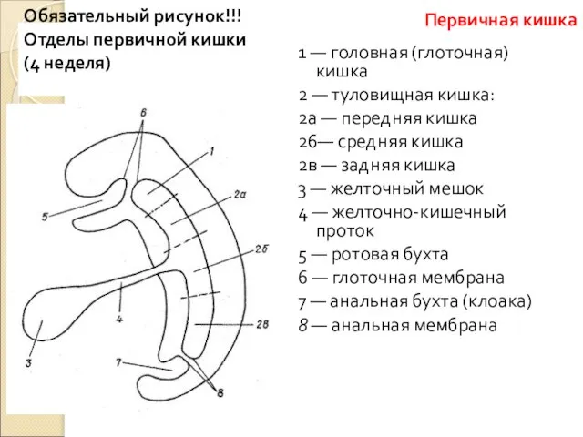 Обязательный рисунок!!! Отделы первичной кишки (4 неделя) 1 — головная (глоточная)