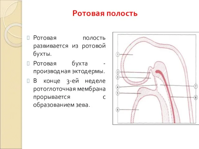 Ротовая полость развивается из ротовой бухты. Ротовая бухта - производная эктодермы.