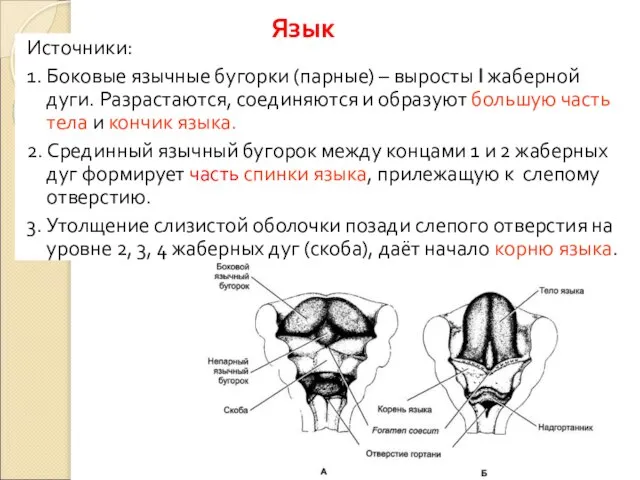 Источники: 1. Боковые язычные бугорки (парные) – выросты I жаберной дуги.