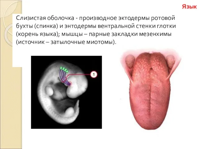 Слизистая оболочка - производное эктодермы ротовой бухты (спинка) и энтодермы вентральной