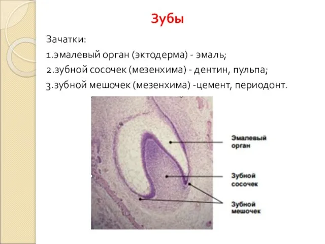 Зачатки: 1.эмалевый орган (эктодерма) - эмаль; 2.зубной сосочек (мезенхима) - дентин,