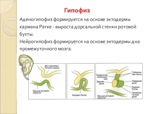 Гипофиз Аденогипофиз формируется на основе эктодермы кармана Ратке - выроста дорсальной