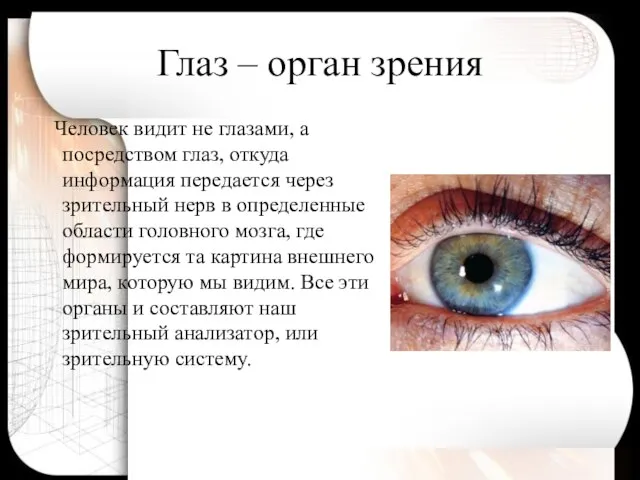 Глаз – орган зрения Человек видит не глазами, а посредством глаз,