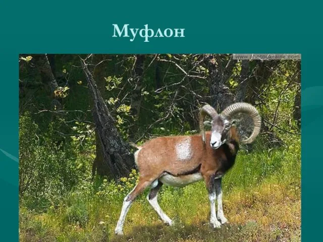 Муфлон