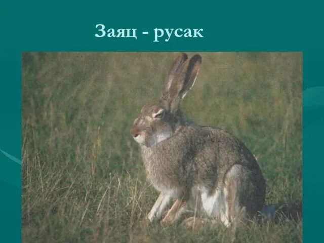 Заяц - русак