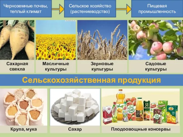 Черноземные почвы, теплый климат Сельское хозяйство (растениеводство) Пищевая промышленность Сахарная свекла