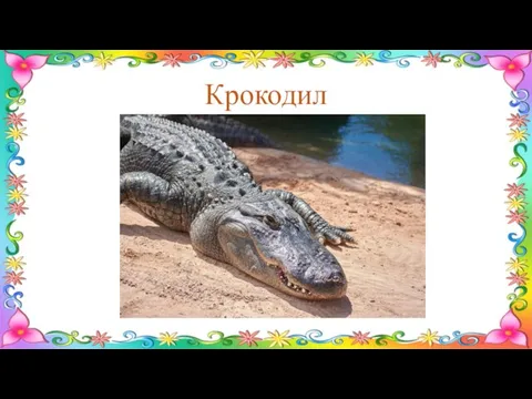 Крокодил